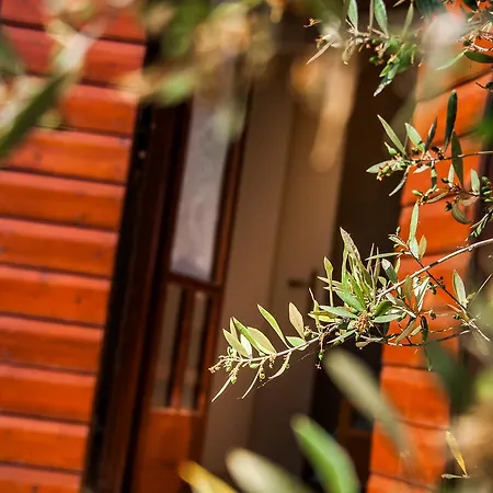 Casa Elaia 乡村民宿 Agios Dimitrios (Zakynthos)